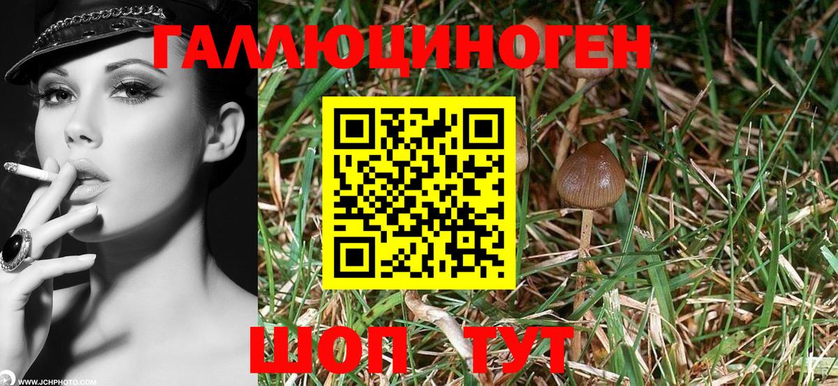 Псилоцибиновые грибы прущие грибы Заводоуковск